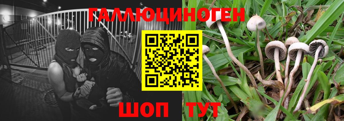 Галлюциногенные грибы GOLDEN TEACHER  Дубна 